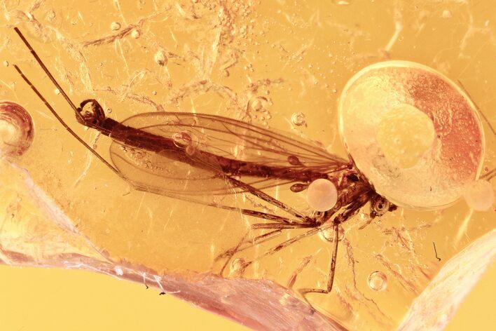 Detailed Fossil Fungus Gnat (Macrocerinae) In Baltic Amber - Rare #294355